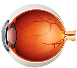 human_eye