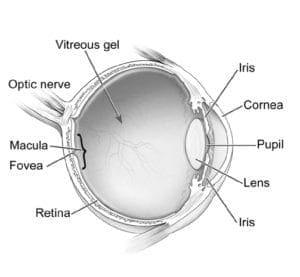 drawing of eye retina