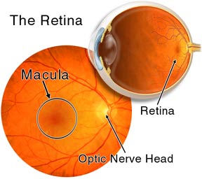 Retina eye diagram and retina eye chart