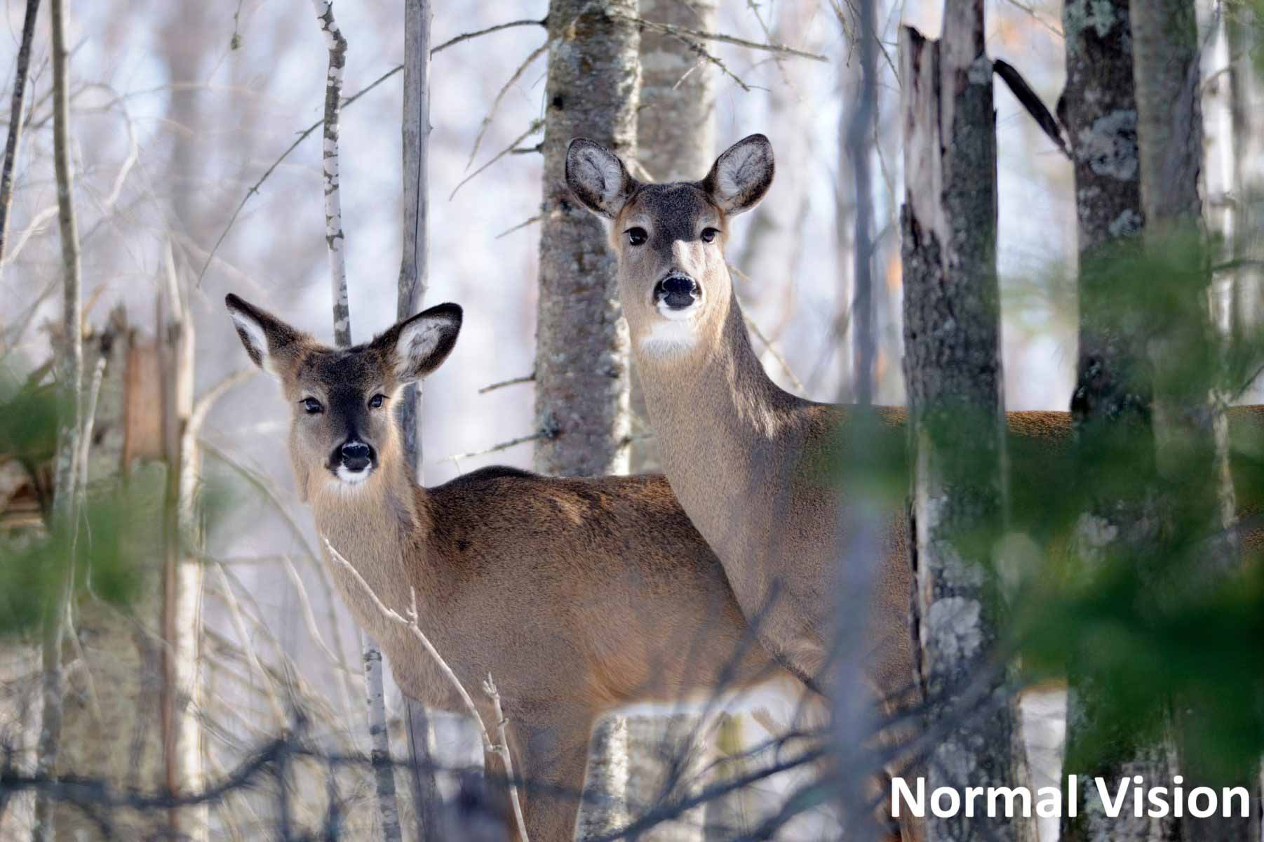 normal vision