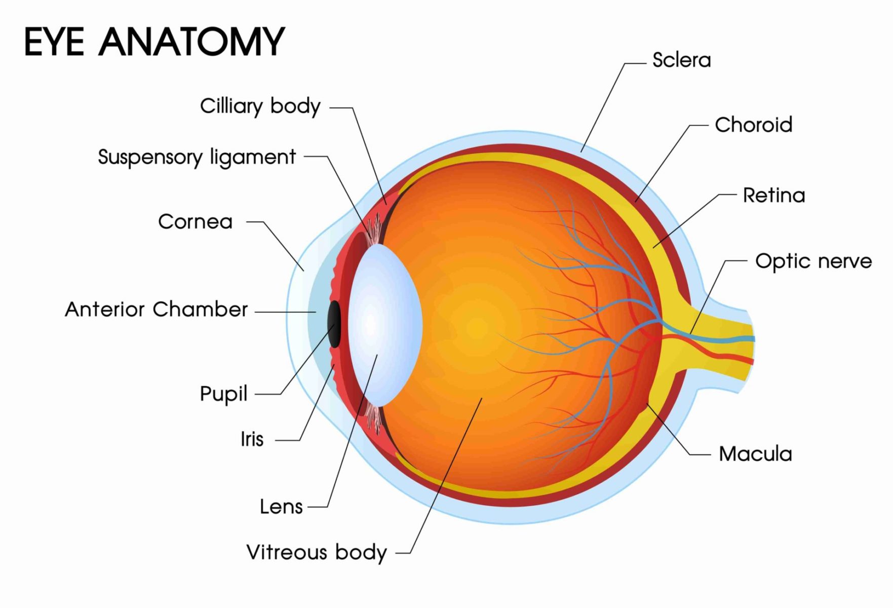 Cornea Eye Diagram