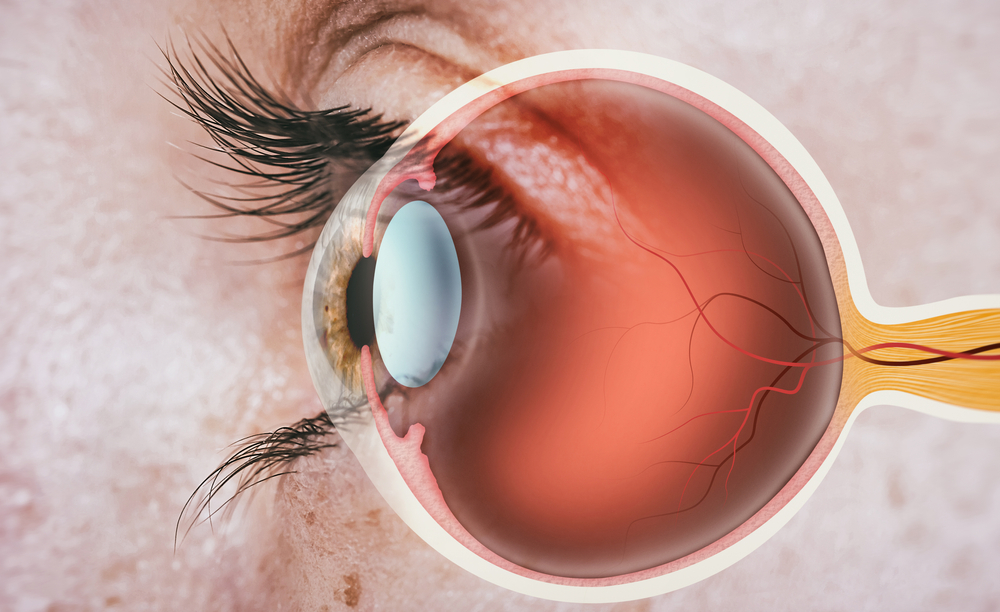 Structure of Human Eye Structure of Human Eye - Is LASIK Worth It?